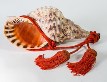 An Asian conch shell trumpet