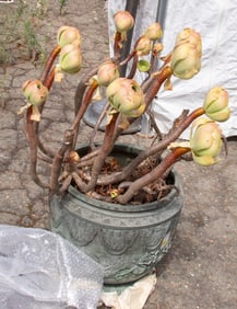 A Japanese bronze jardiniere