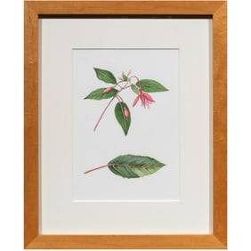 Watercolor, Caroline Lee Radziwill