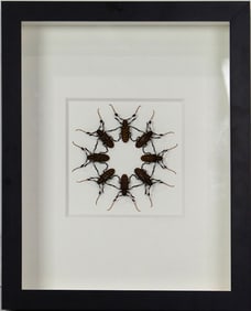 A shadow box framed Cerambycidae beetle (Thailand), taxidermy specimen by Christopher Marley