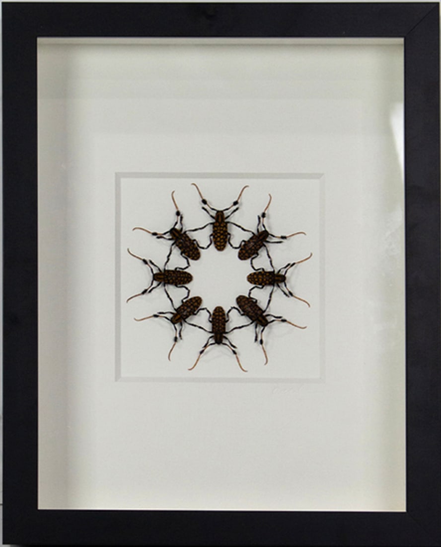 A shadow box framed Cerambycidae beetle (Thailand), taxidermy specimen by Christopher Marley (1 of 1)