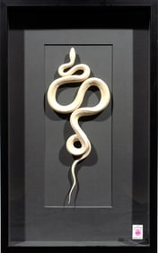 A shadow box framed Leucistic Colubrid snake taxidermy specimen by Christopher Marley