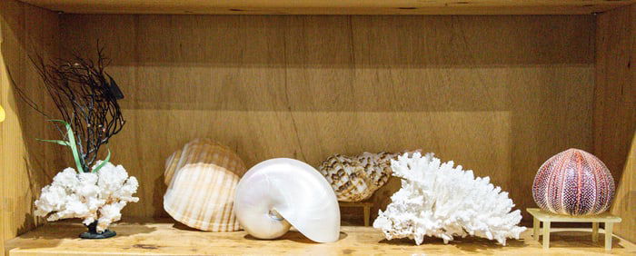 A group of coral and seashells, Senator Feinstein Estate