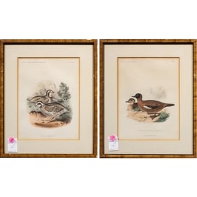 Prints, Birds of America