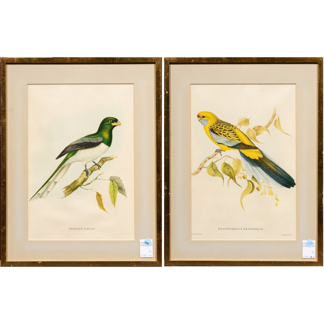 Prints, After John Gould (1 of 3)