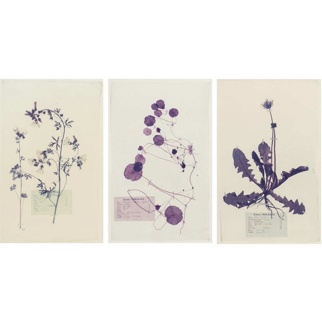 Prints, American School (20th century) (1 of 7)