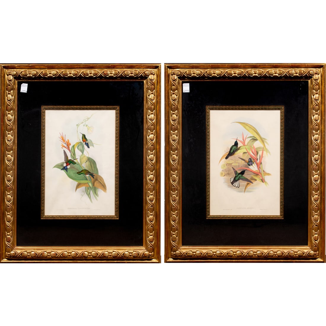 Prints, After John Gould and Henry Constantine Richter (1 of 3)