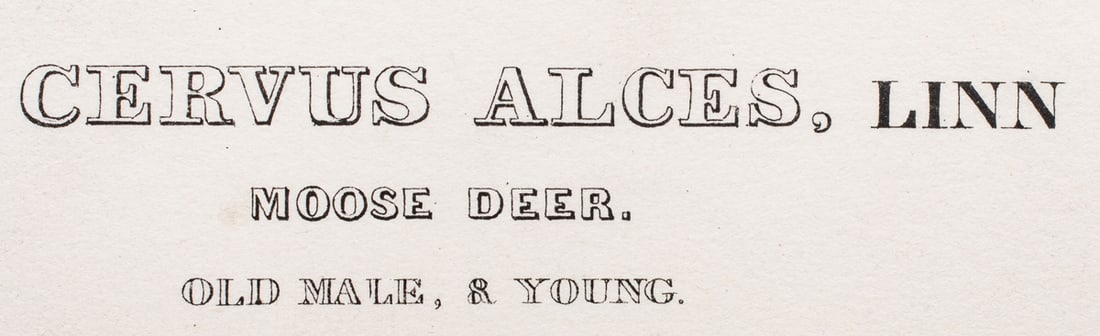 Print, John James Audubon - 4