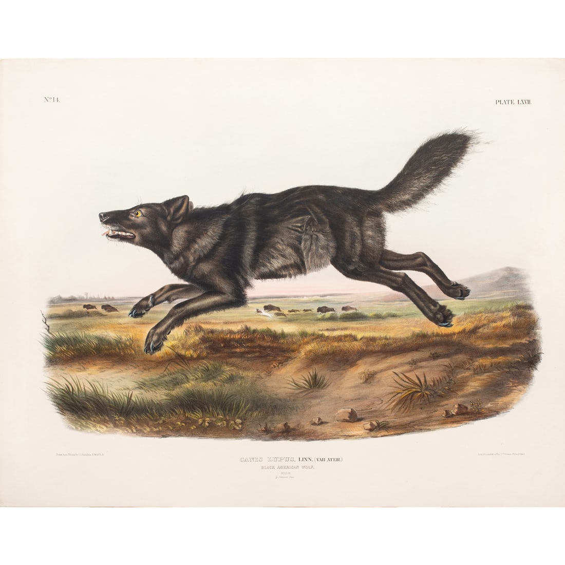 Print, John James Audubon (1 of 6)