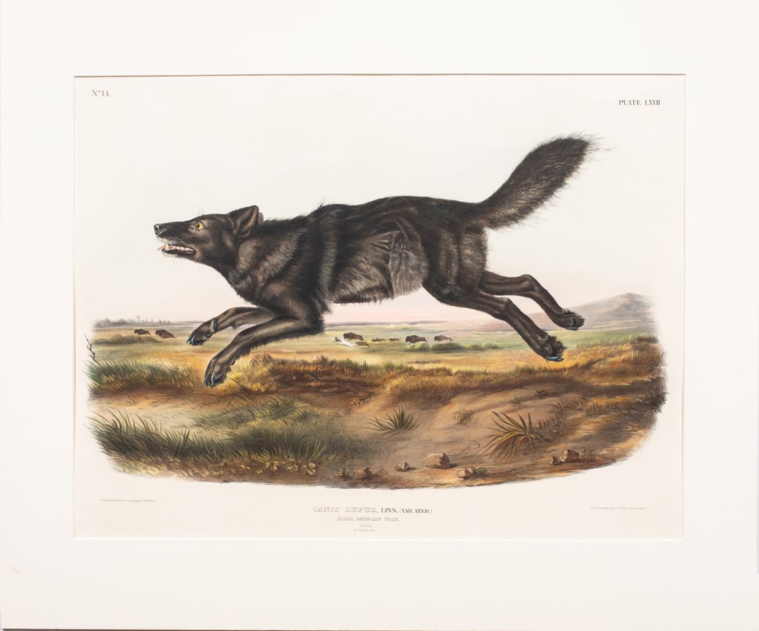 Print, John James Audubon - 2