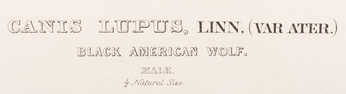 Print, John James Audubon - 5