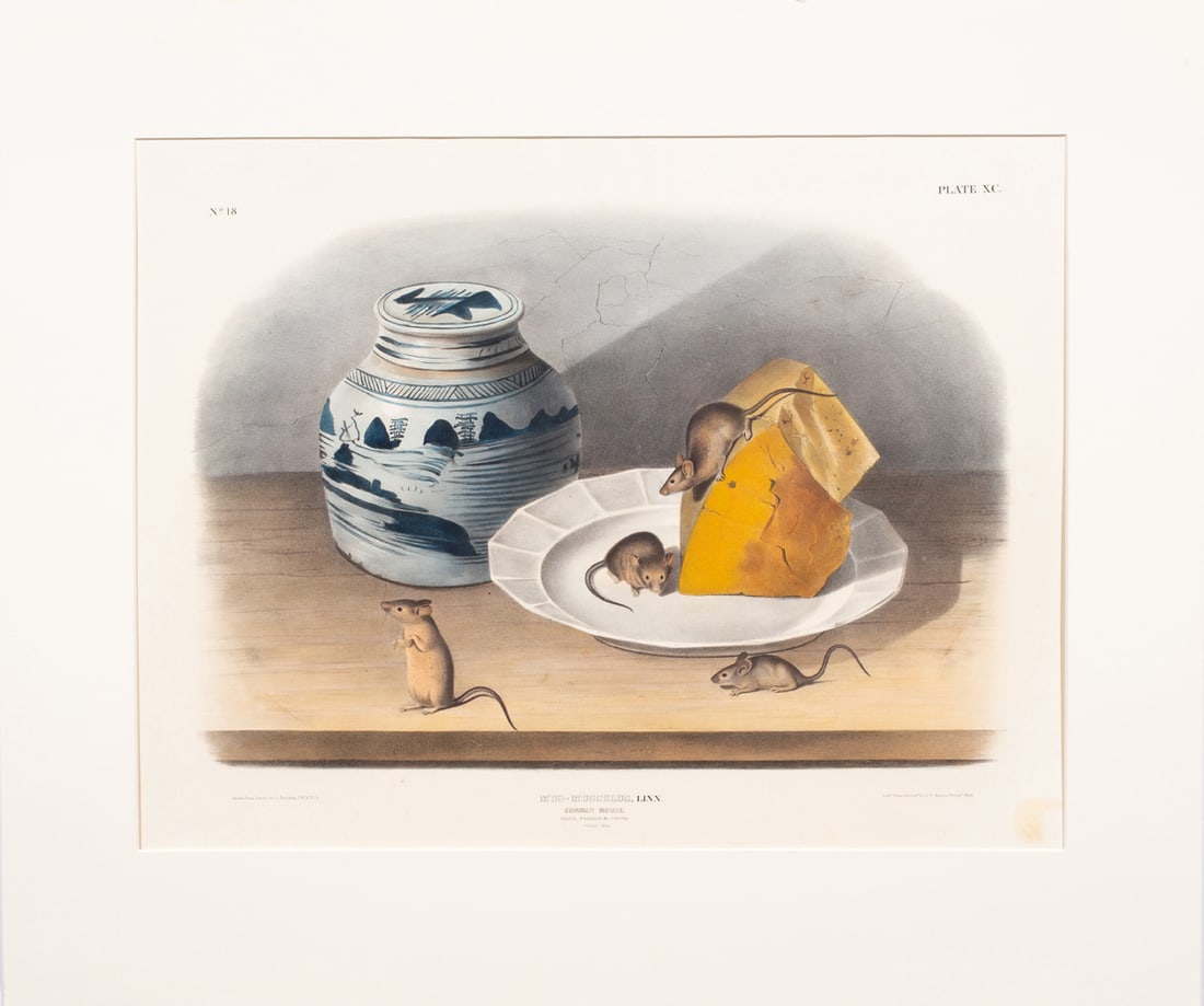Print, John James Audubon - 2