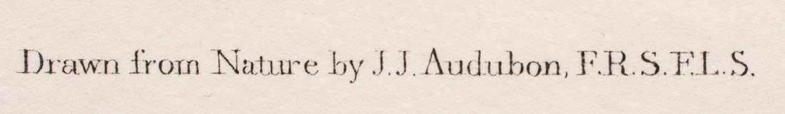 Print, John James Audubon - 3