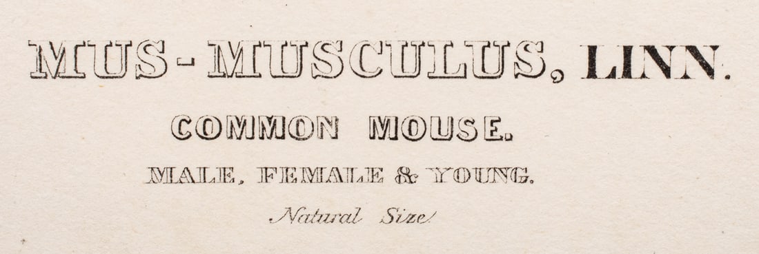 Print, John James Audubon - 4