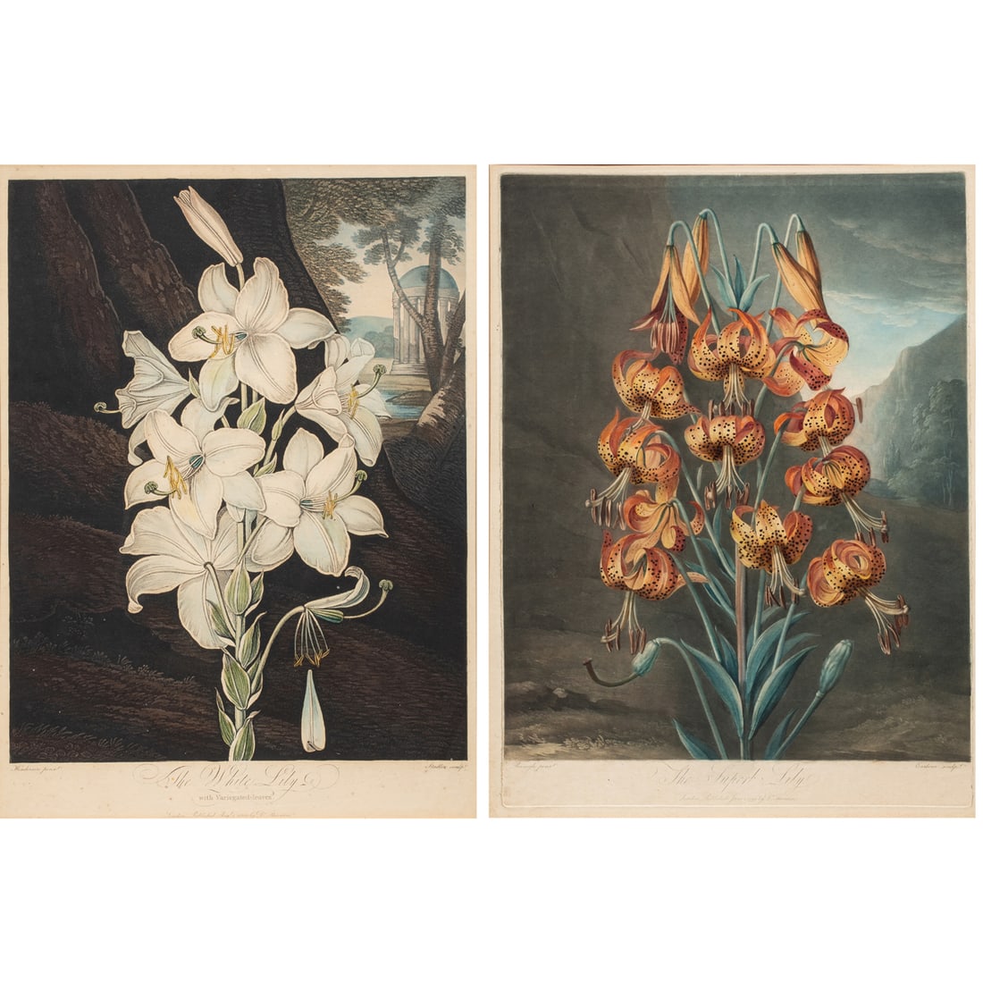 Prints, Robert John Thornton: (lot of 2) Robert John Thornton (British, 1768-1857) "Superb Lily" and "White Lily" from "Temple of Flora," 1799-1800, etchings with aquatint, images (for each): 19"h x 14"w, overall (with frame, for