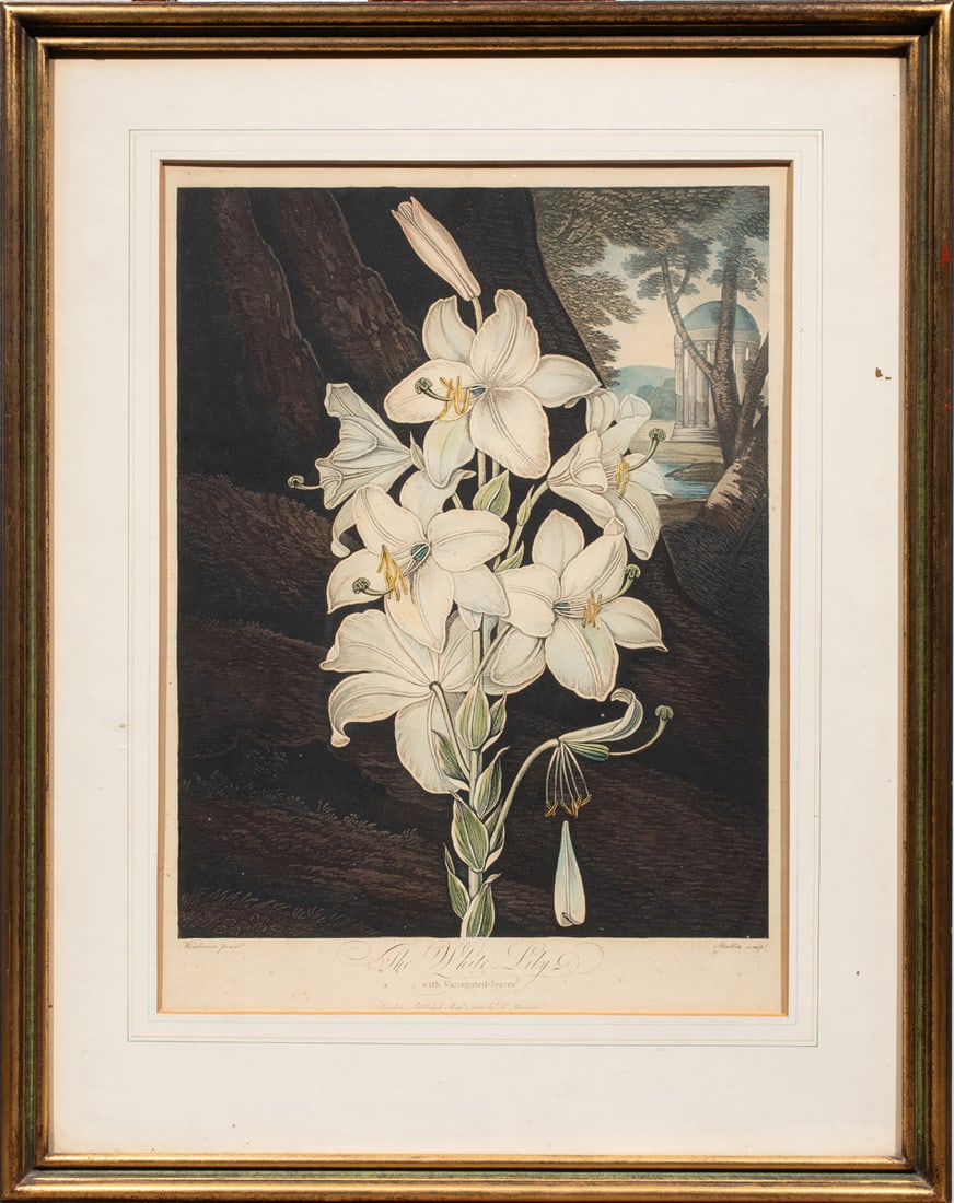 Prints, Robert John Thornton - 2