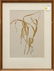Pair of Henry Evans Botanical Prints