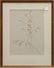 Pair of Henry Evans Botanical Prints - 2