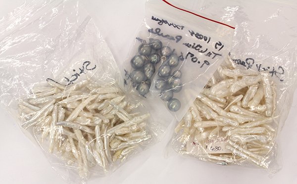 Freshwater and Tahitian cultured pearl items: Collection of Freshwater and Tahitian cultured pearls including two un-knotted 16" strands of stick shape drilled freshwater cultured pearls, white body color, measuring 1.5 - 1.75 " in length each; l