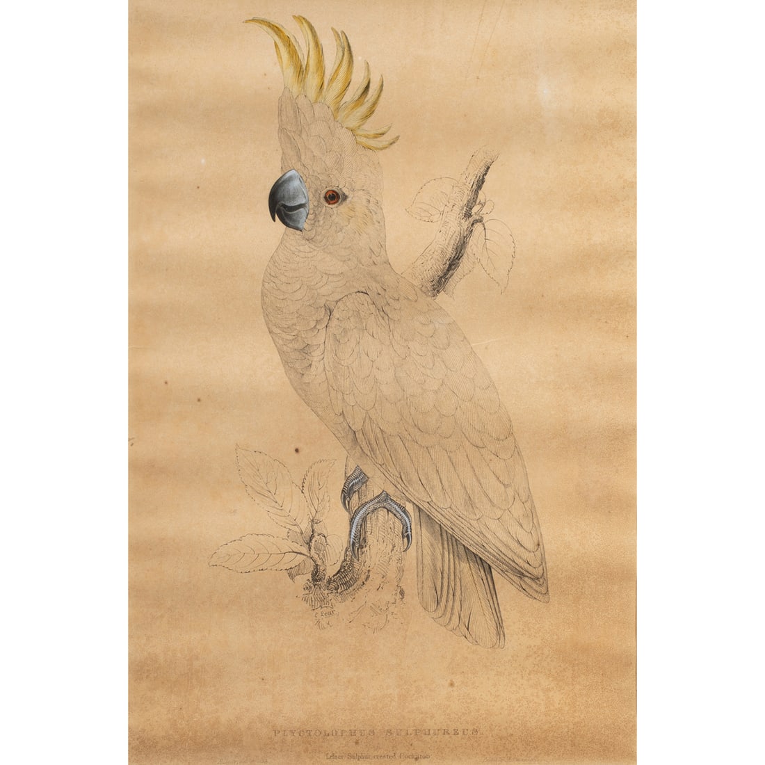 Print, Charles Joseph Hullmendel: Charles Joseph Hullmendel (British, 1789-1850), "Plyctolophus Sulphureus," hand-colored lithograph, sight: 19.5"h x 13"w, overall (with frame): 27"h x 20.5"w