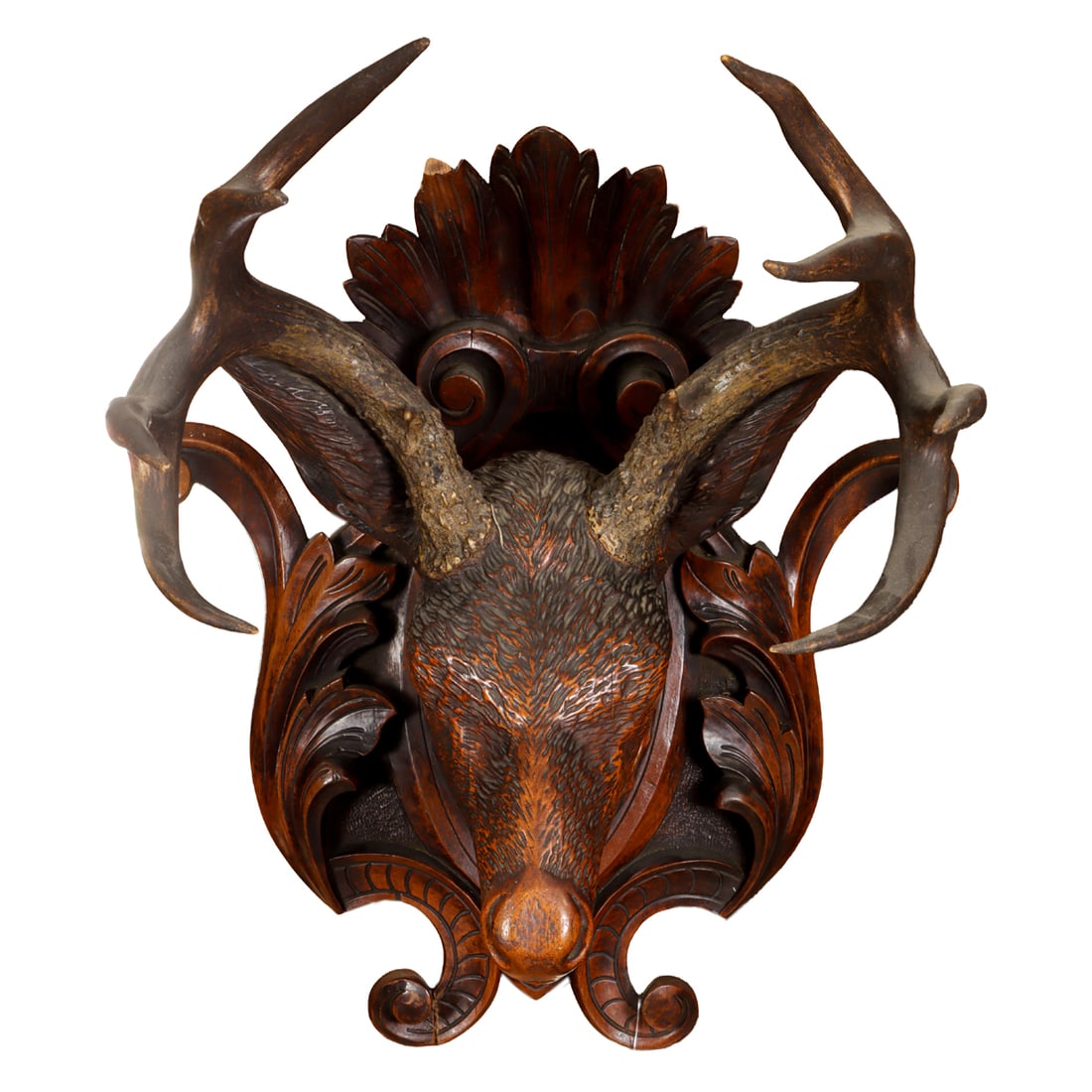 An American Renaissance Revival walnut deer trophy head (1 of 4)