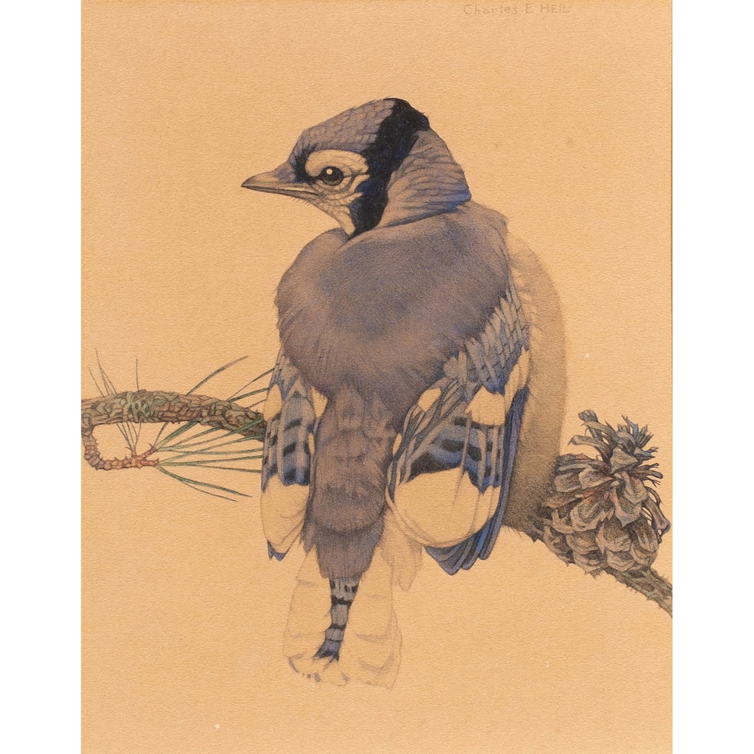 Watercolor, Charles Heil: Charles Heil (American, 1870-1950), "Young Blue Jay," watercolor, signed upper right, gallery label (Doll & Richards, Inc. Boston, MA) included, sight: 7"h x 5.5"w, overall (with frame): 16"h x 14"w