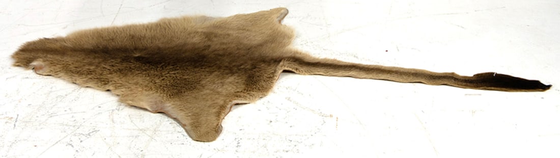 A leather lined animal pelt: A leather lined animal pelt, likely wallaby, 64"l