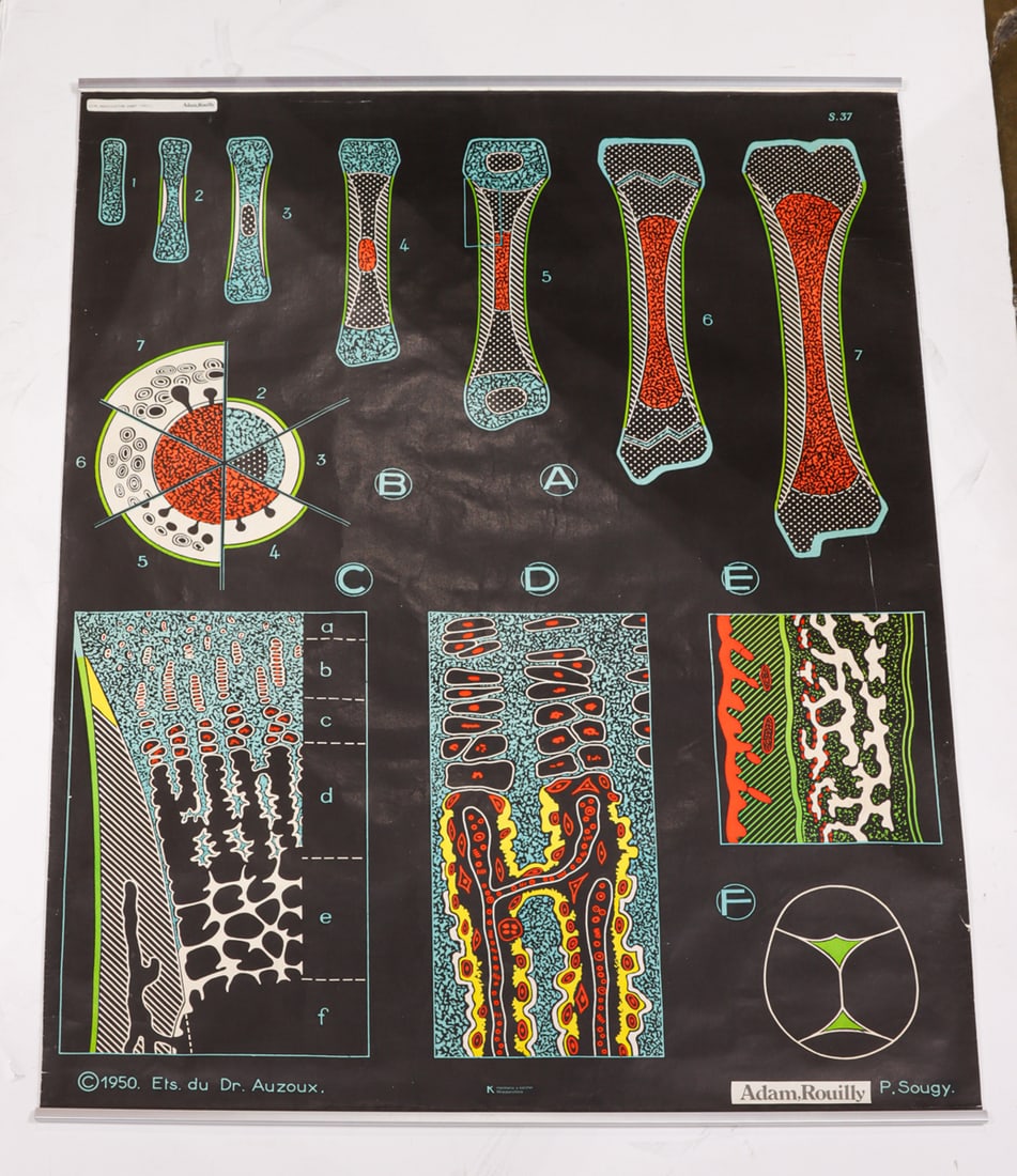 A large Paul Sougy for Adam-Rouilly anatomical chart (1 of 1)