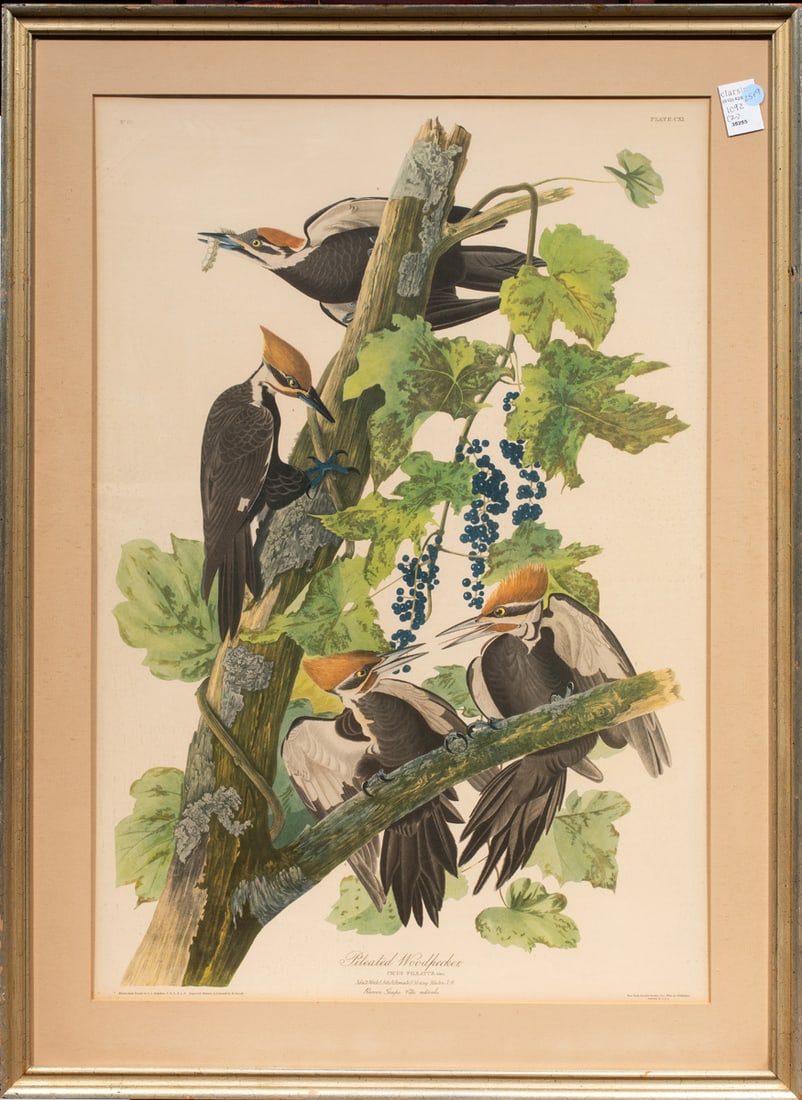 Prints, After John James Audubon (1 of 1)