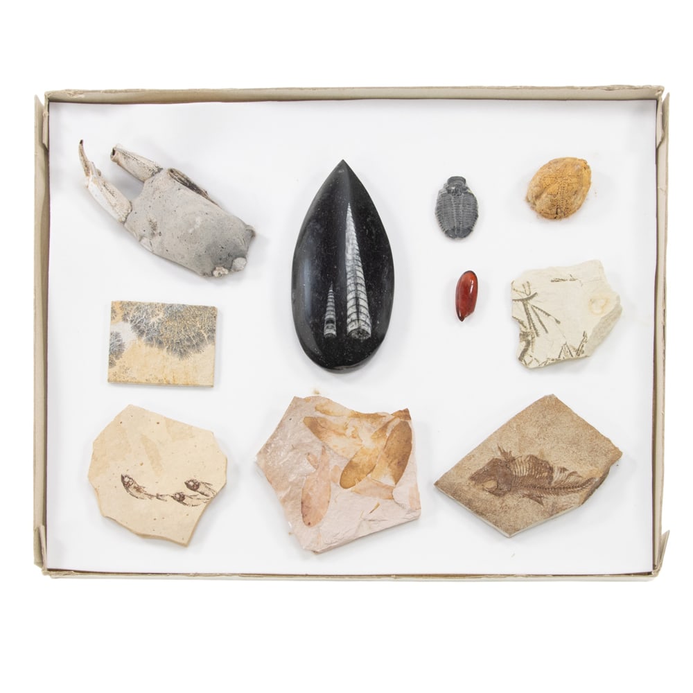 A display case containing fish fossil specimen fragments: A display case containing fish fossil specimen fragments, 11"h x 14"w
