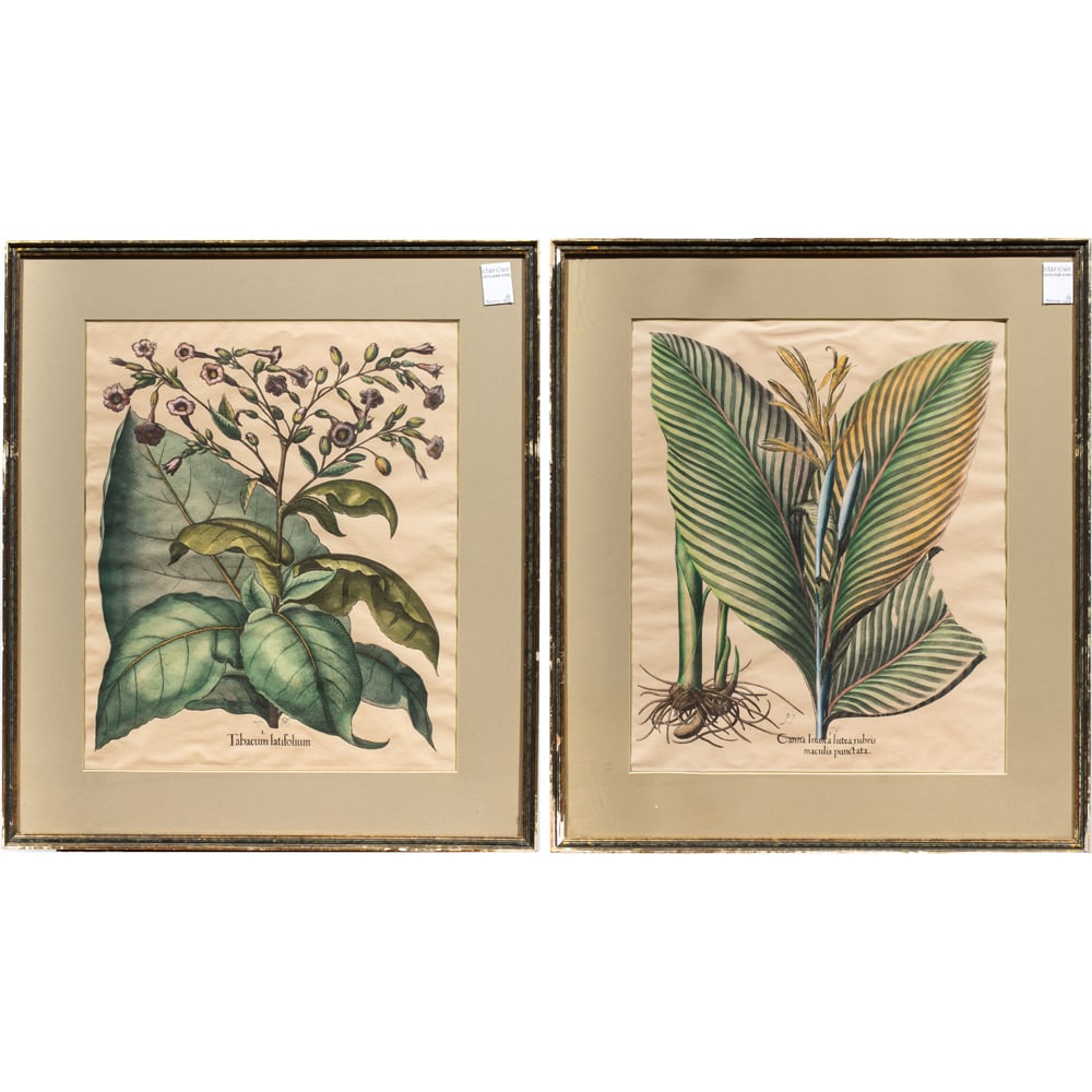 Prints, After Basilius Besler: (lot of 2) After Basilius Besler (German, 1561-1629), Two Illustrations from Hortus Eystettensis, hand-colored lithographs, overall (with frame, for each): 26.5"h x 23"w