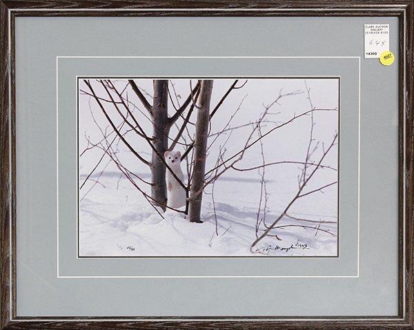 Photograph, Thomas Mangelsen, Ermine in Aspen: Thomas Mangelsen (American, 20th/21st century), Ermine in Aspen, 1993, color photograph, signed and dated lower right, from an edition of 950, overall: 17.25"h x 21.5"w