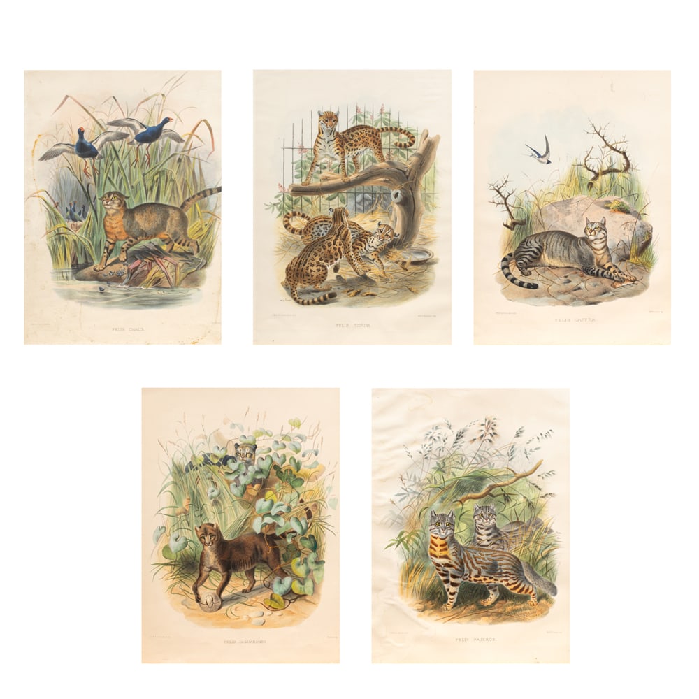 Prints, Joseph Wolf and Joseph Smith: (lot of 5) Joseph Wolf and Joseph Smith (British, 19th century), "Felis Pajeros," "Felis Chaus," "Felis Tigrina," "Felis Oaffra," and "Felis Jaguarondi" from "Monograph Felidae," hand colored