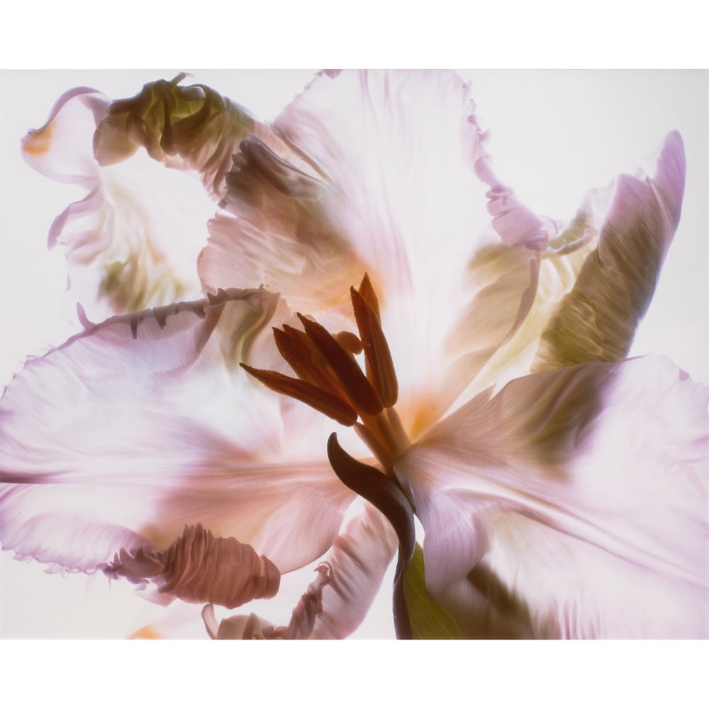 Photograph, Carol Henry (1 of 5)