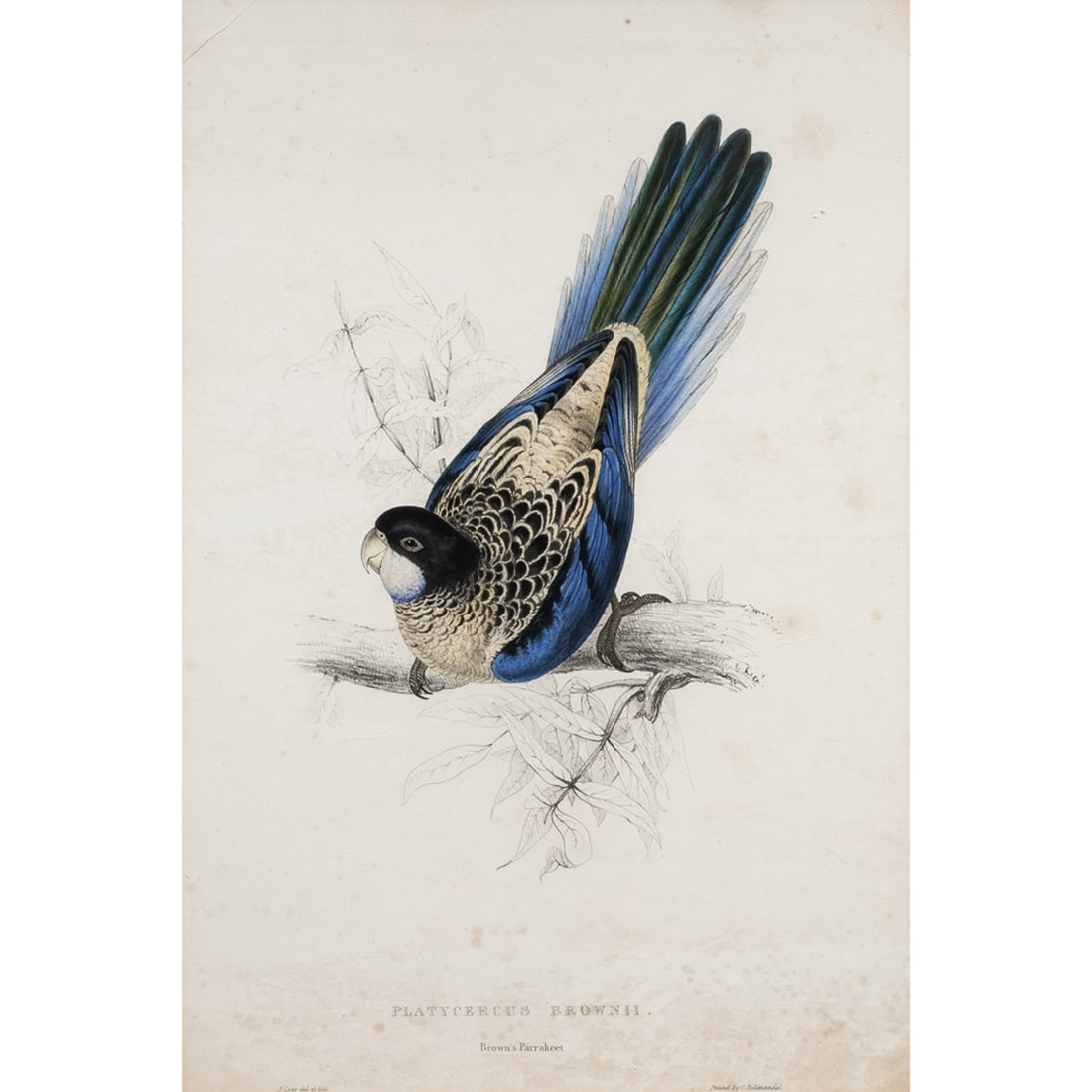 Print, Edward Lear (1 of 5)