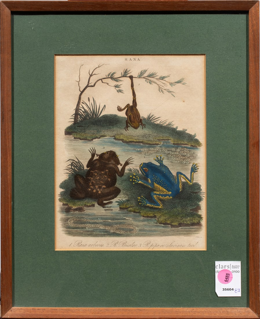 Print, Thomas Milton: Thomas Milton (British, 1743-1827), Toads from "Amphibia," engraving with color, overall (with frame): 15.5"h x 12.75"w