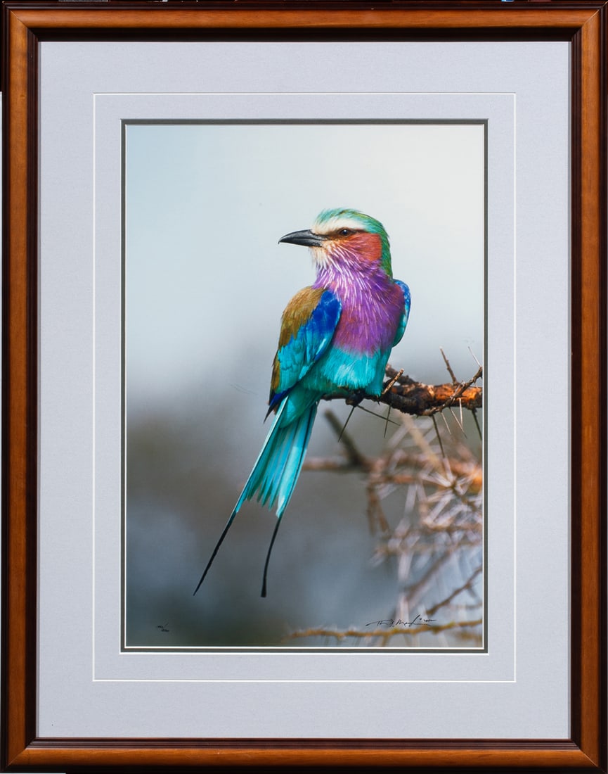 Photograph, Thomas D. Mangelsen (1 of 1)