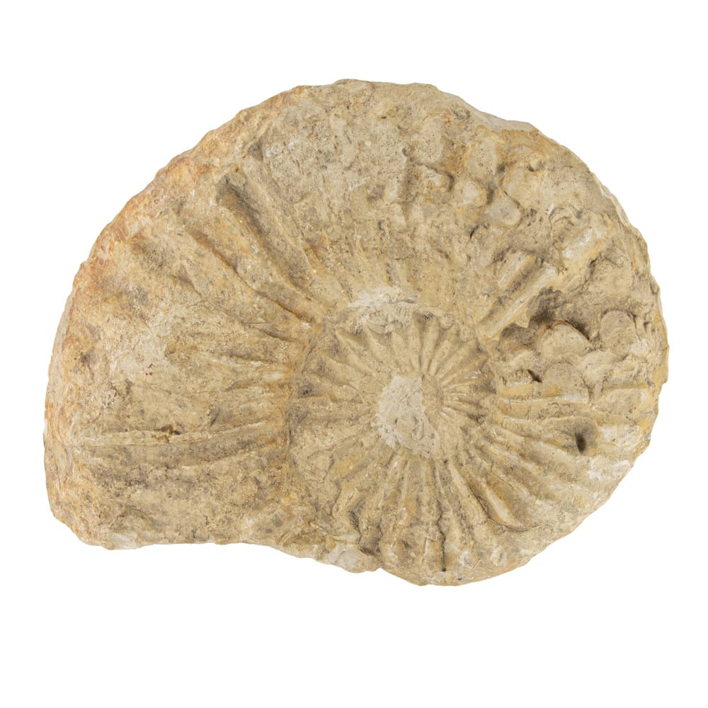 An ammonite fossil: An ammonite fossil, 4"h x 4.5"w