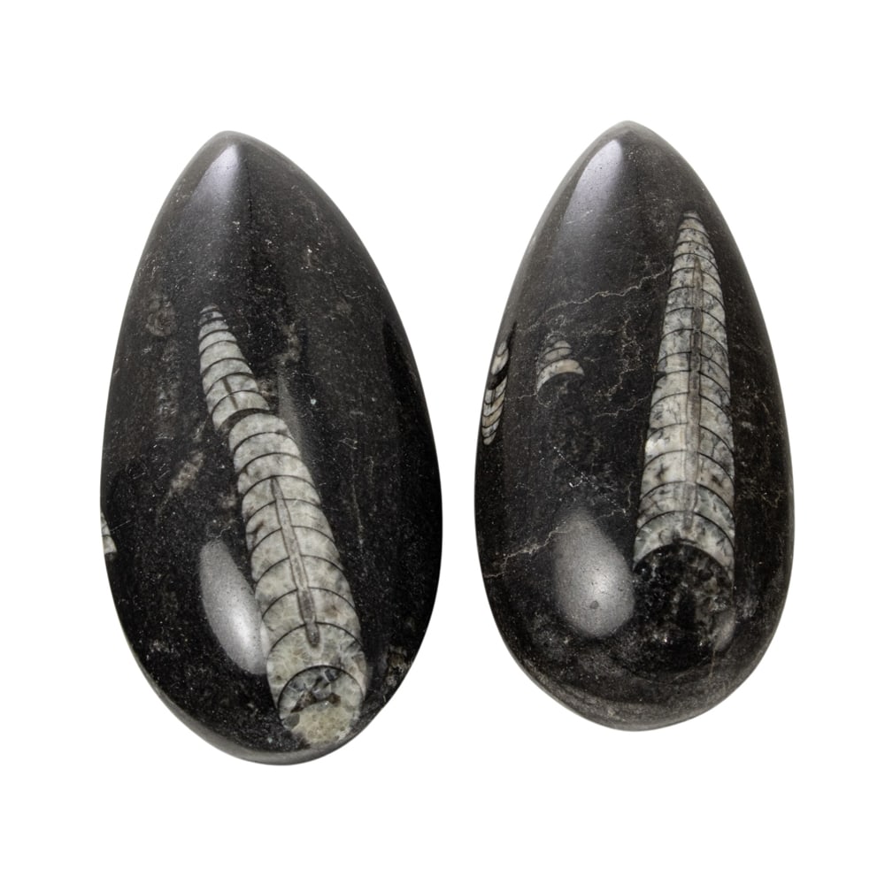 A group of two Orthoceras fossils: A group of two Orthoceras fossils, largest 3.5"l