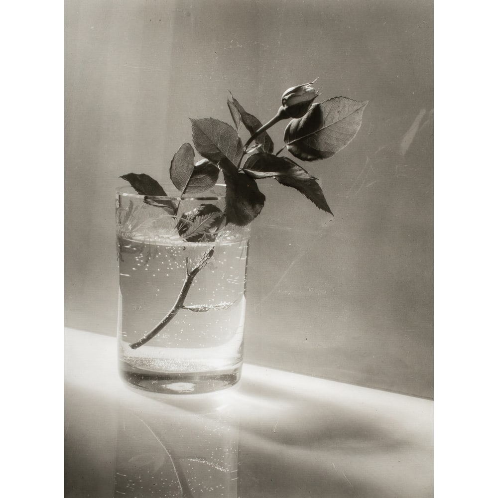 Photograph, Josef Sudek: Josef Sudek (Czech, 1896-1976), Untitled (Roses in Cup c. 1950), 1980, gelatin silver print, later printing, invoice (SF Camerawork, San Francisco CA) affixed verso, sight: 10.5"h x 8"w, overall
