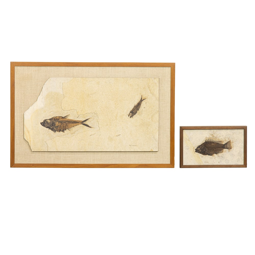 Fossils, Carl Julius Ulrich: (lot of 2) Carl Julius Ulrich (American,1925-2018), "Priscarara (Syncline Lake, Green River Formation, Wyoming)," and Untitled (Two Fish), fossils, each initialed/signed, one titled verso, fossils (fo