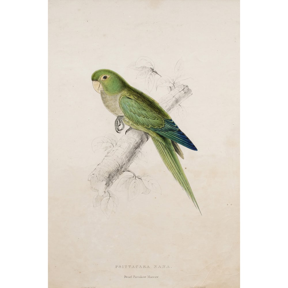 Print, Edward Lear: Edward Lear (British, 1812-1888), "Psittacara Nana (Dwarf Parrakeet Macccaw)," hand colored lithograph from "Illustrations of the Family of Psittacidae, or Parrots," London: Edward Lear, 1830-1832,