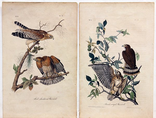 Octavo prints, John James Audubon: (lot of 22) John James Audubon (American, 1785-1851), A selection of prints from "Birds of America, from Drawings Made in the United States and Their Territories," 1840-71, hand colored lithographs, o