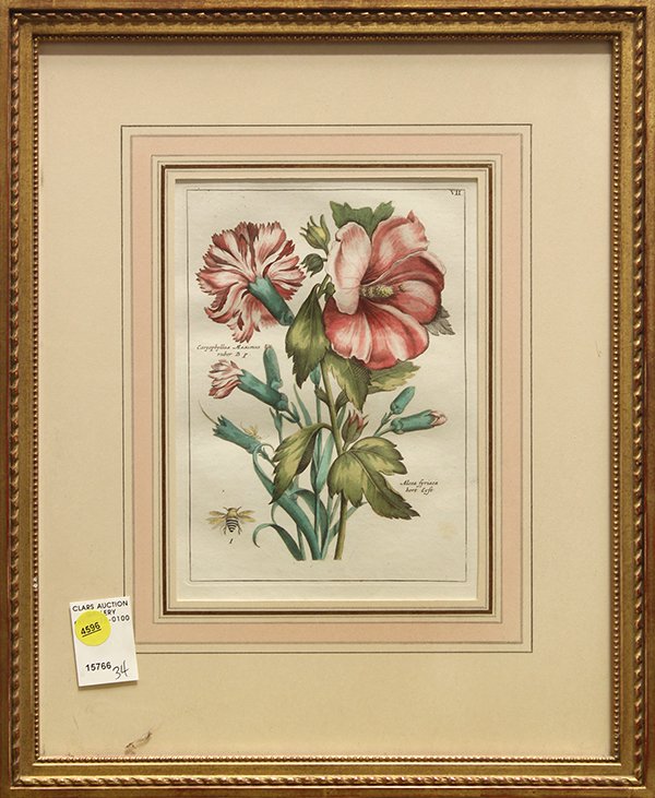 Botanical Prints: (lot of 2) Continental School (20th century), Botanical Prints, Caryophyllus Maximus and Malua Rofea A Rubro, hand-colored engravings, overall (with frame/each): 16.25"h x 13.75"w