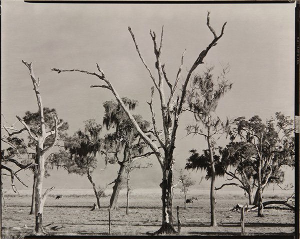 Photograph, Walker Evans, Landscape, Gulf Coast,: Walker Evans (American, 1903-1975), "Landscape, Gulf Coast, Louisiana (1935)," gelatin silver print, artist stamp verso, later reprint, sheet (unframed): 8"h x 10"w, overall (with mat): 14"h x 18"w. P