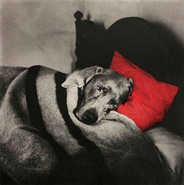 Photolithograph, William Wegman: William Wegman (American, b. 1943), Untitled (Red Pillow Slumber), 1994, color photolithograph, signed in pencil lower right, edition 41/150, published by Ronald Feldman Fine Arts, Inc. (New York), bl