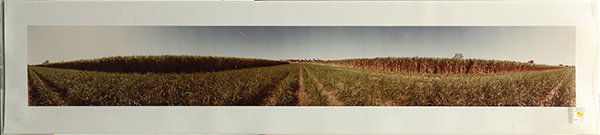 Photograph by Gus Foster: Gus Foster (American, b. 1940), Crops Panarama, color c-print (mounted), pencil signed lower right, overall (with plexi frame): 14.5"h x 57"w. Provenance: The David C. and Sarajean Ruttenberg Collecti