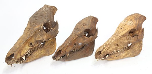 Kalimantan, Indonesia, probably Dayak: (lot of 6) Kalimantan, Indonesia, probably Dayak, indigenous tribal decorated skulls, several having facial designs, largest: 11"l Provenance: From the estate of Edward Gerber