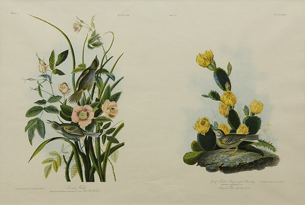 Print, After John James Audubon by Bien: After John James Audubon by Julius Bien (American, 1829-1909), "Sea-Side Finch and Bay Winged Bunting," 1858, chromolithograph, sight: 23"h x 34"w, overall (with frame): 32"h x 43"w