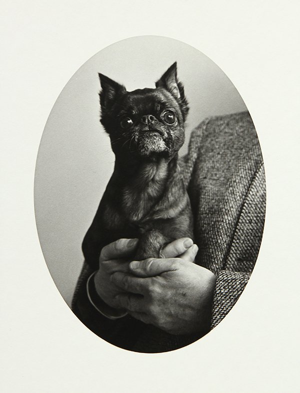 Photograph, Ruth Bernhard, French Bulldog: Ruth Bernhard (American, 1905-2006), Smooth Coated Brussels Griffon, 1974, gelatin silver print, dry mounted, signed in pencil (on mat) lower right, image: 11"h x 18"w, overall (unframed with mat): 20